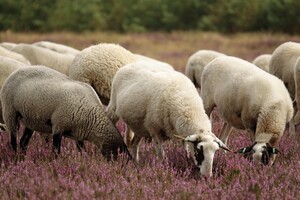 moutons